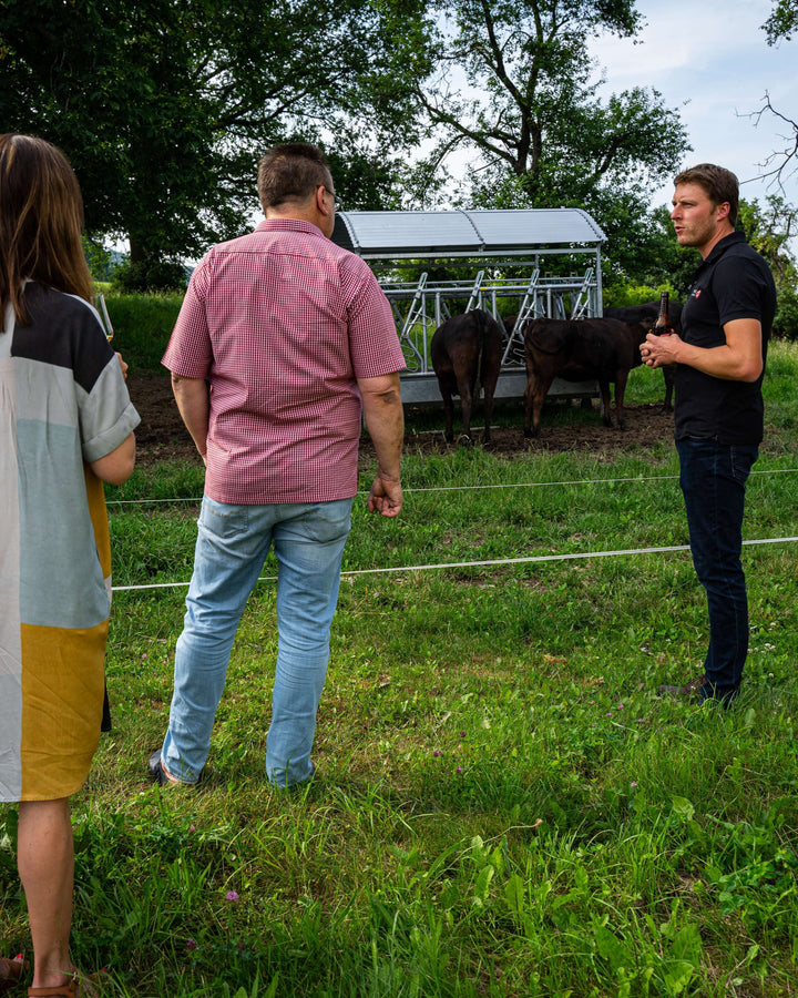 wagju-grillkurs, Wagyu Sauerland, Tasting mit Hofführung, Wagyurinder auf der Weide